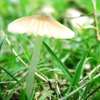 非人物:QQ空间唯美静物头像:蘑菇头像图片_WWW.TQQA.COM