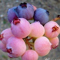 花的世界:唯美静态高清非人物头像:还你一个小清_WWW.TQQA.COM