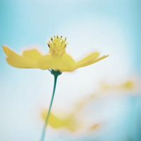 花的世界:唯美静态高清非人物头像:还你一个小清_WWW.TQQA.COM