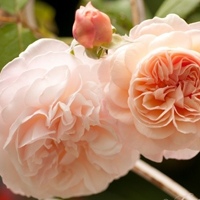 花的世界:唯美静态高清非人物头像:还你一个小清_WWW.TQQA.COM