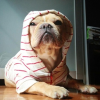 可爱喵星人+汪星人头像:可爱猫咪头像大全送给萌_WWW.TQQA.COM