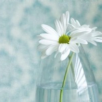 QQ空间静态唯美花头像:花海的世界_WWW.TQQA.COM