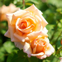 爱情就像凋落的玫瑰:静物唯美头像:花的世界_WWW.TQQA.COM