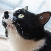 可爱猫猫qq头像:家里有只卖萌猫猫_WWW.TQQA.COM