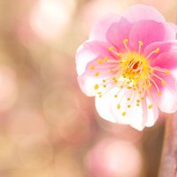 静物花唯美qq头像:爱擦身而过_WWW.TQQA.COM