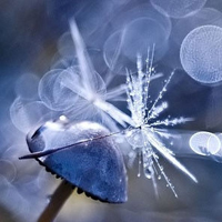 非人物:QQ空间唯美静物头像:蘑菇头像图片_WWW.TQQA.COM