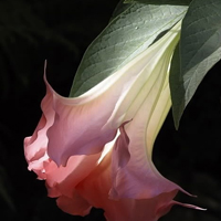 花的世界:唯美静态高清非人物头像:还你一个小清_WWW.TQQA.COM