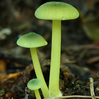 非人物:QQ空间唯美静物头像:蘑菇头像图片_WWW.TQQA.COM