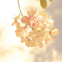 QQ空间静态唯美花头像:花海的世界_WWW.TQQA.COM