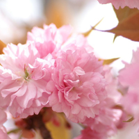 爱情就像凋落的玫瑰:静物唯美头像:花的世界_WWW.TQQA.COM