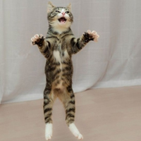 可爱喵星人+汪星人头像:可爱猫咪头像大全送给萌_WWW.TQQA.COM