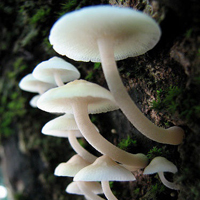 非人物:QQ空间唯美静物头像:蘑菇头像图片_WWW.TQQA.COM