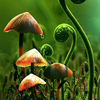 非人物:QQ空间唯美静物头像:蘑菇头像图片_WWW.TQQA.COM