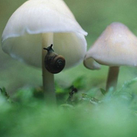 非人物:QQ空间唯美静物头像:蘑菇头像图片_WWW.TQQA.COM
