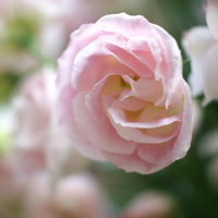 爱情就像凋落的玫瑰:静物唯美头像:花的世界_WWW.TQQA.COM