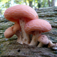 非人物:QQ空间唯美静物头像:蘑菇头像图片_WWW.TQQA.COM