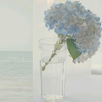 QQ空间静态唯美花头像:花海的世界_WWW.TQQA.COM