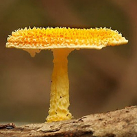 非人物:QQ空间唯美静物头像:蘑菇头像图片_WWW.TQQA.COM