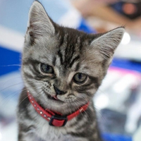 可爱猫猫qq头像:家里有只卖萌猫猫_WWW.TQQA.COM