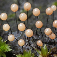 非人物:QQ空间唯美静物头像:蘑菇头像图片_WWW.TQQA.COM