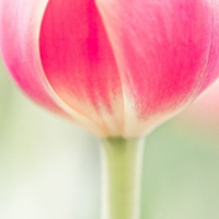 花的世界:唯美静态高清非人物头像:还你一个小清_WWW.TQQA.COM