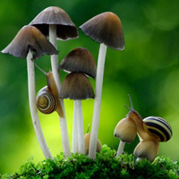 非人物:QQ空间唯美静物头像:蘑菇头像图片_WWW.TQQA.COM