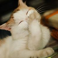 可爱猫咪qq头像:猫咪卖萌无罪_WWW.TQQA.COM