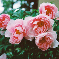 花的世界:唯美静态高清非人物头像:还你一个小清_WWW.TQQA.COM