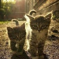 抱着猫咪的QQ女生头像:不会把爱当游戏_WWW.TQQA.COM