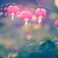 爱情就像凋落的玫瑰:静物唯美头像:花的世界_WWW.TQQA.COM