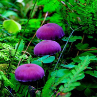 非人物:QQ空间唯美静物头像:蘑菇头像图片_WWW.TQQA.COM