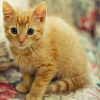 可爱猫猫qq头像:家里有只卖萌猫猫_WWW.TQQA.COM