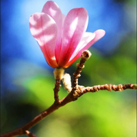 花的世界:唯美静态高清非人物头像:还你一个小清_WWW.TQQA.COM