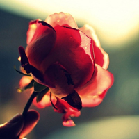 qq静态头像唯美小清新:QQ空间收藏必备精品头像大_WWW.TQQA.COM