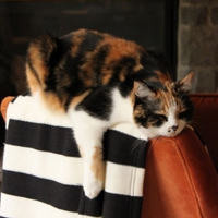 可爱喵星人+汪星人头像:可爱猫咪头像大全送给萌_WWW.TQQA.COM