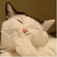 可爱猫咪qq头像:猫咪卖萌无罪_WWW.TQQA.COM