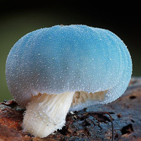 非人物:QQ空间唯美静物头像:蘑菇头像图片_WWW.TQQA.COM