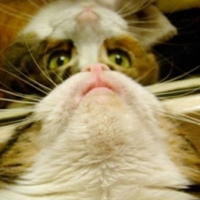 可爱喵星人+汪星人头像:可爱猫咪头像大全送给萌_WWW.TQQA.COM