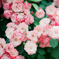 花的世界:唯美静态高清非人物头像:还你一个小清_WWW.TQQA.COM