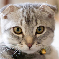 可爱猫猫qq头像:家里有只卖萌猫猫_WWW.TQQA.COM