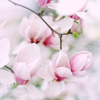 花的世界:唯美静态高清非人物头像:还你一个小清_WWW.TQQA.COM