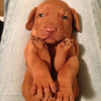 可爱喵星人+汪星人头像:可爱猫咪头像大全送给萌_WWW.TQQA.COM