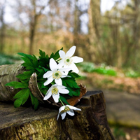 爱情就像凋落的玫瑰:静物唯美头像:花的世界_WWW.TQQA.COM