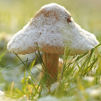 非人物:QQ空间唯美静物头像:蘑菇头像图片_WWW.TQQA.COM