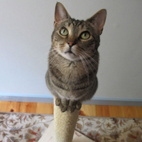 可爱喵星人+汪星人头像:可爱猫咪头像大全送给萌_WWW.TQQA.COM