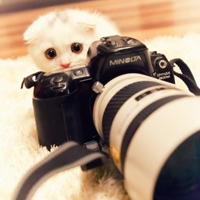 可爱喵星人+汪星人头像:可爱猫咪头像大全送给萌_WWW.TQQA.COM