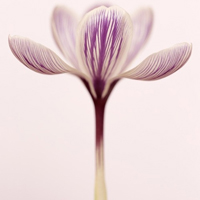 花的世界:唯美静态高清非人物头像:还你一个小清_WWW.TQQA.COM