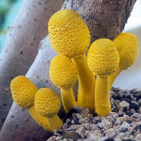 非人物:QQ空间唯美静物头像:蘑菇头像图片_WWW.TQQA.COM