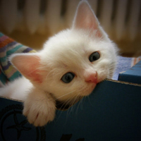 可爱喵星人+汪星人头像:可爱猫咪头像大全送给萌_WWW.TQQA.COM