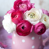 花的世界:唯美静态高清非人物头像:还你一个小清_WWW.TQQA.COM